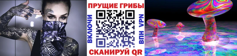 Псилоцибиновые грибы Psilocybe  Купить где  Кушва 